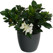 Gardenia + Cachep Antracite